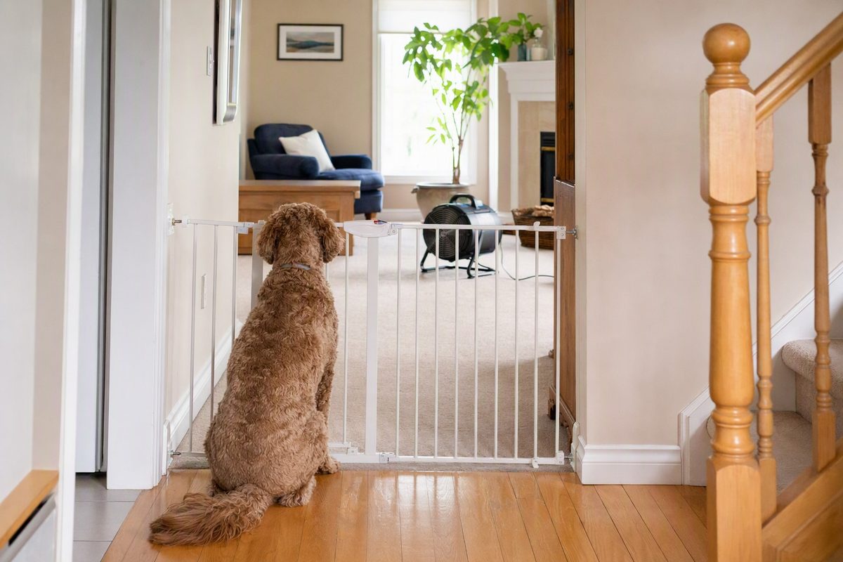 A dog waiting behind a white pet gate in a hallway while the carpeted room beyond dries, with a fan running